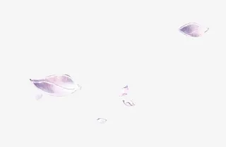 白色花瓣素材漂浮的花瓣素材免抠