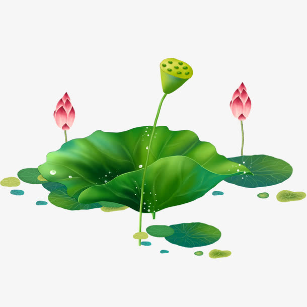 植物荷叶荷花设计免抠手绘/卡通卡通元素