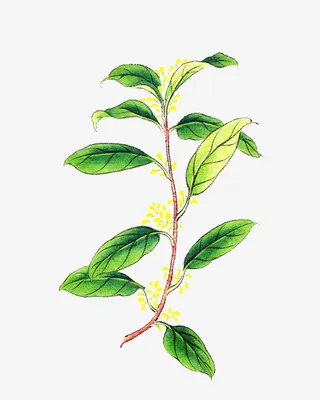 手绘插图新春树枝发芽免抠