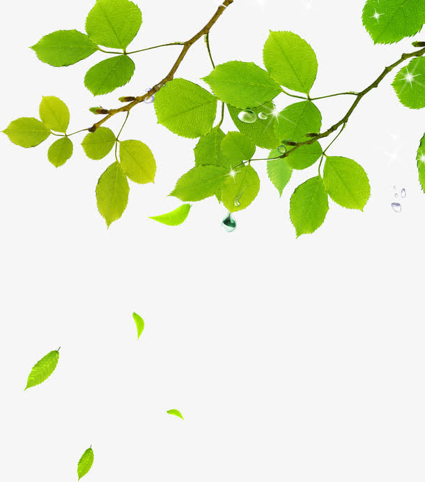 春天漂浮绿叶植物树枝免抠