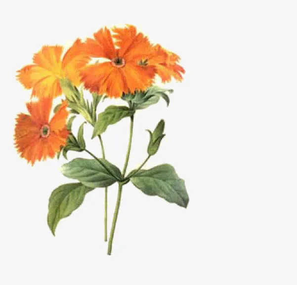 野菊花免抠
