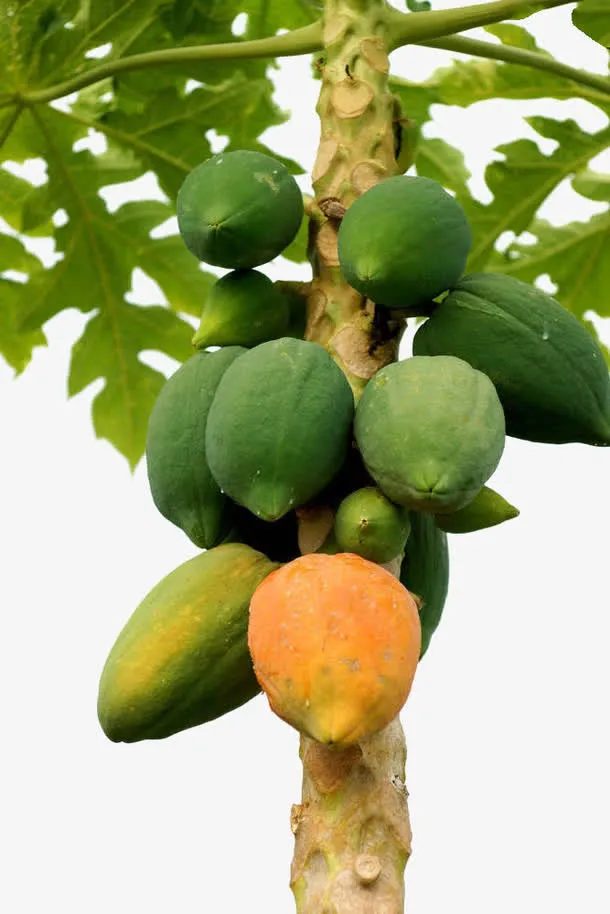 木瓜果树免抠