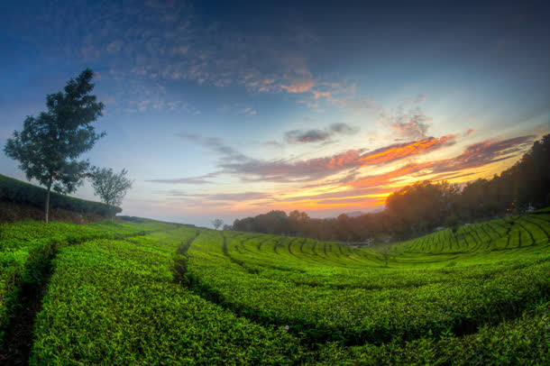 绿色生机勃勃茶园免抠背景摄影风景元素