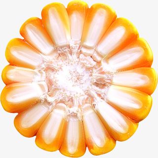 产品实物食物玉米截面免抠