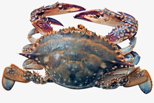 河里河蟹免抠