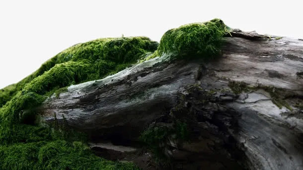 古树免抠