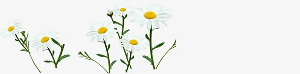 美景白色花朵草地免抠