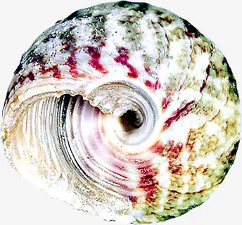 夏日海边沙滩贝壳效果免抠