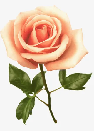 花卉图案卡通鲜花素材免抠