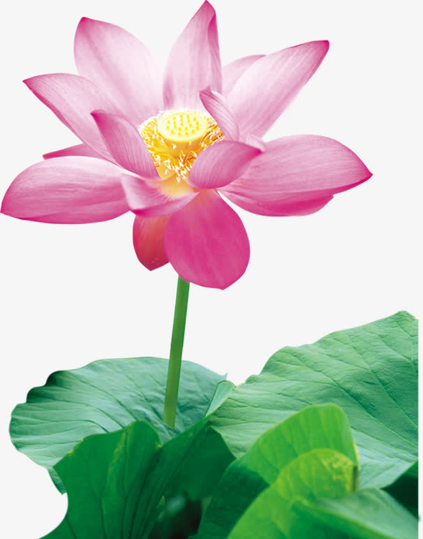 粉色古典手绘水彩荷花免抠