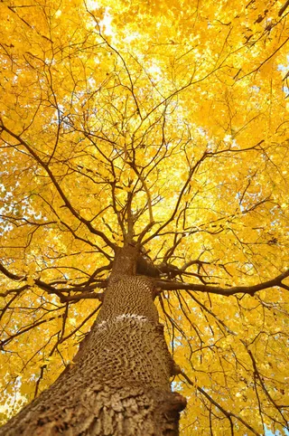 唯美秋色景象树叶免抠