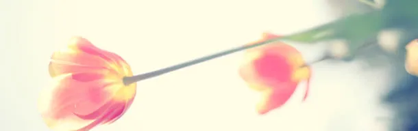 唯美花朵海报背景