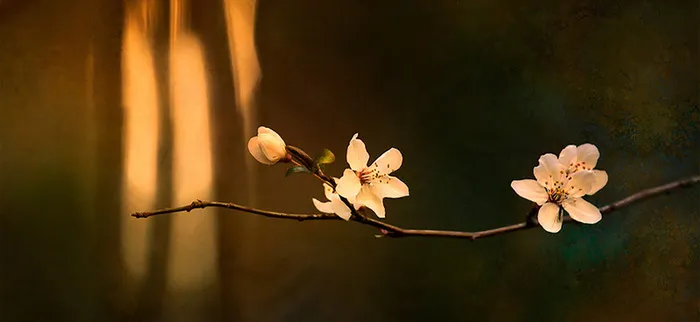 复古风梅花背景banner高清