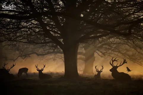 黄色光线大树麋鹿免抠