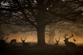 黄色光线大树麋鹿免抠