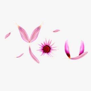 紫色清新花瓣漂浮素材免抠