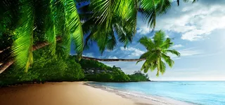 热带背景图高清