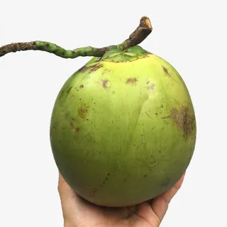 手托一颗新鲜的椰青免抠