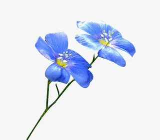 盛开的亚麻籽花图片素材免抠