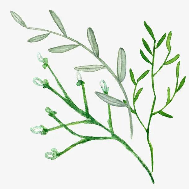 手绘清新水彩植物叶子图案素材免抠手绘/卡通卡通元素