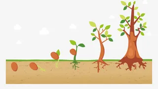 小树发芽矢量免抠