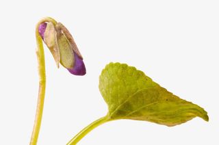 紫罗兰花苞免抠