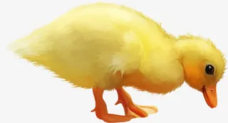 可爱小黄鸭子免抠
