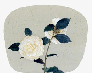 水彩白色月季鲜花免抠