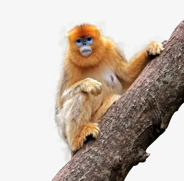 野生动物金丝猴免抠