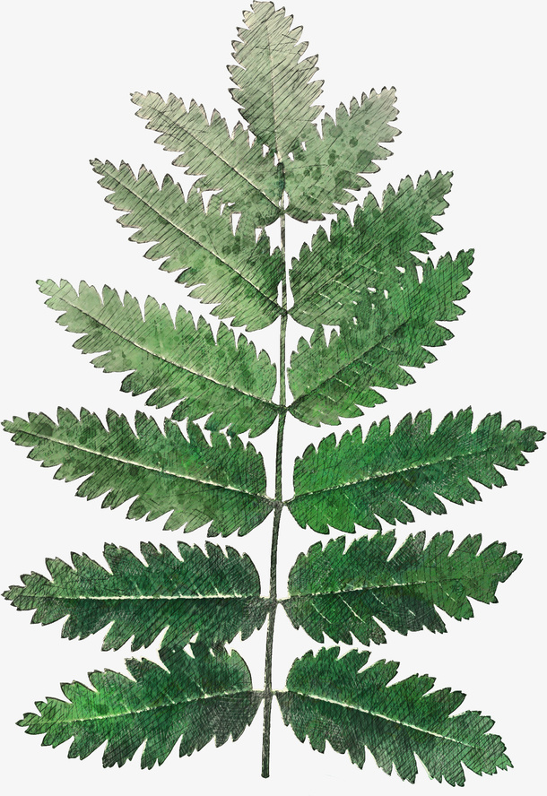 手绘高清植物素材16免抠