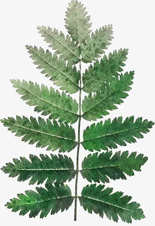 手绘高清植物素材16免抠