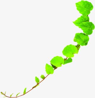 春天绿叶环保藤蔓装饰免抠