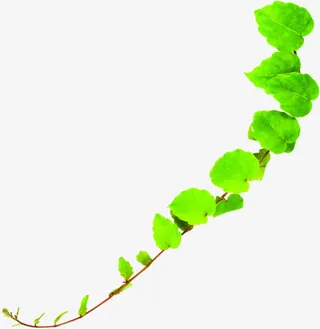 春天绿叶环保藤蔓装饰免抠