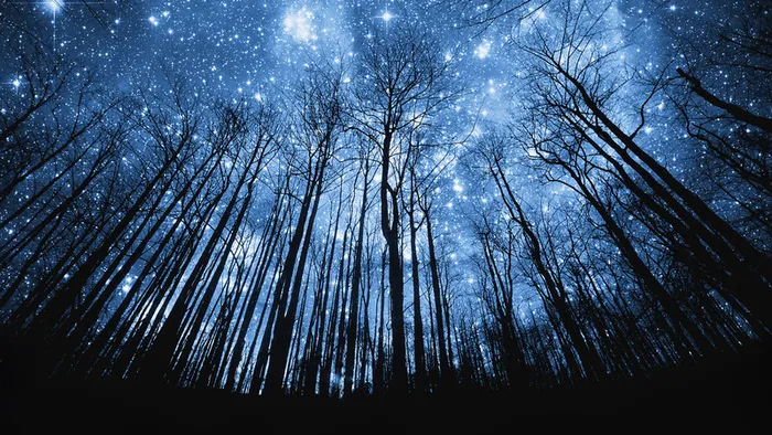 仰望夜空星空树林背景高清
