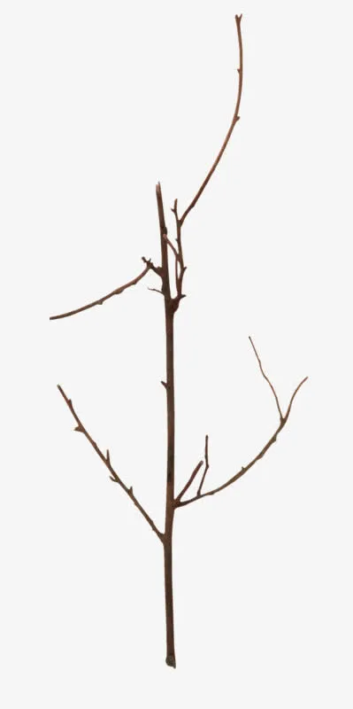 枯枝免抠