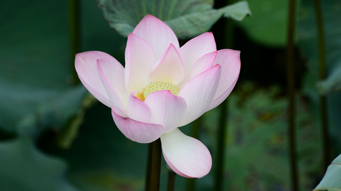 夏天盛开的莲花高清