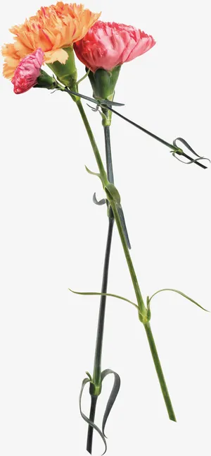 红色的花朵效果设计感谢师恩免抠