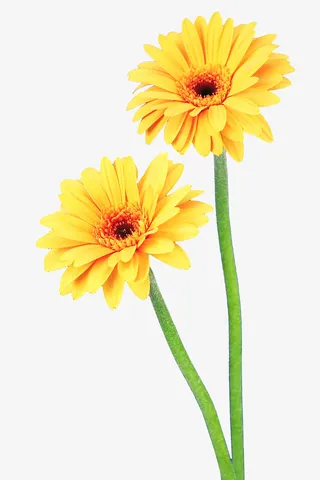 植物黄色花朵png免抠