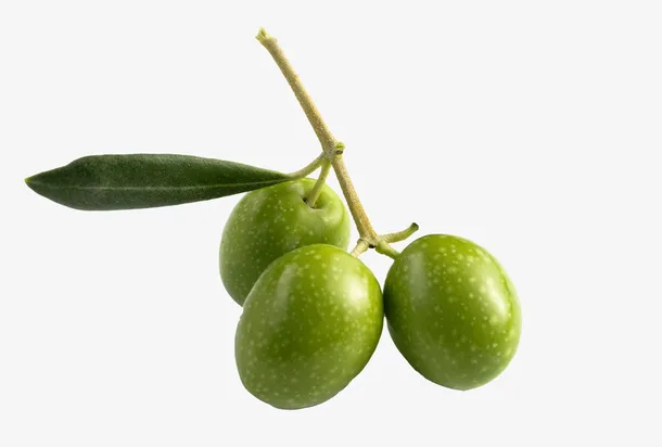 绿色橄榄PNG免抠