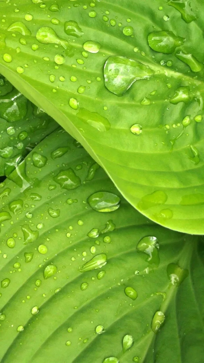 春天绿色植物树叶H5背景高清