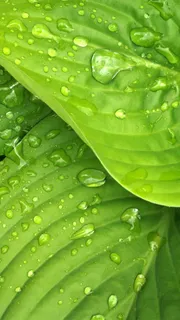 春天绿色植物树叶H5背景高清