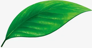 高清摄影手绘绿色叶子免抠