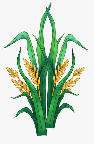 水稻东北大米免抠