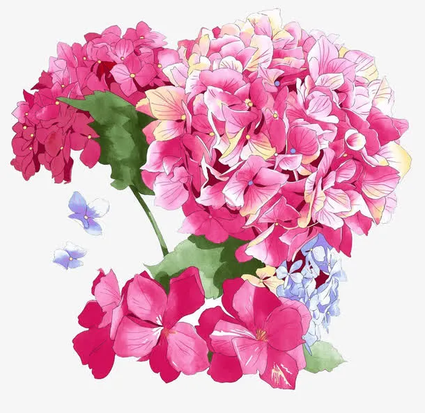 绣球花朵免抠
