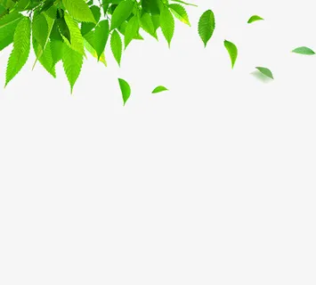春天 绿色 绿叶 绿树 枝条免抠 春天 绿色 绿叶 绿树 枝条免抠