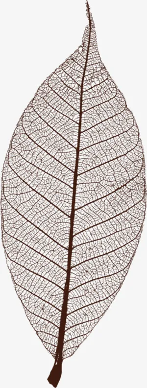 叶子脉络免抠