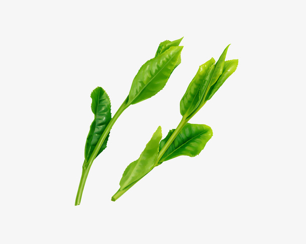 茶叶新芽免抠