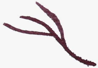 手绘红色干枯树枝免抠