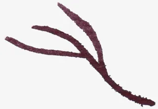 手绘红色干枯树枝免抠