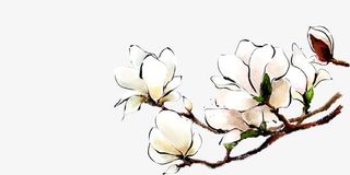 白色唯美春天花朵免抠